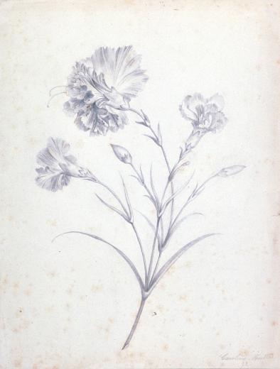 Fleurs by Müller Caroline